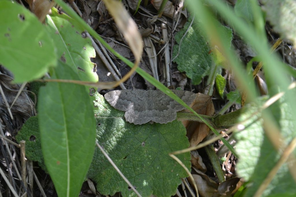 falena da identificare